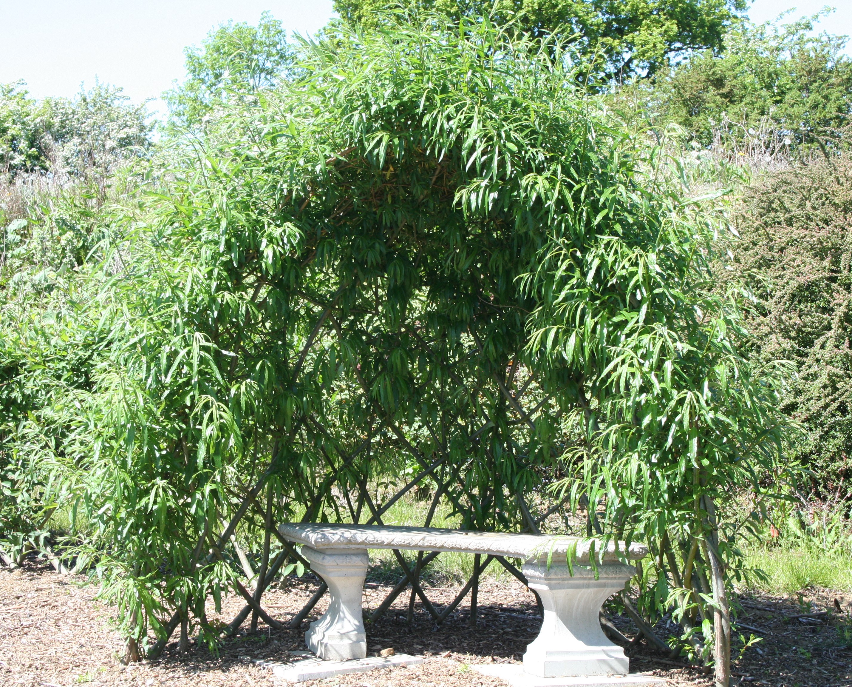 Large Living Willow Half Bower Kit