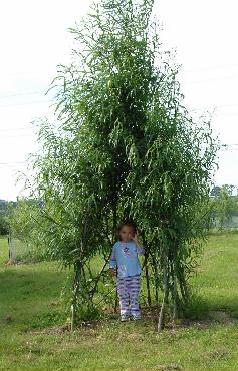 living willow wigwam