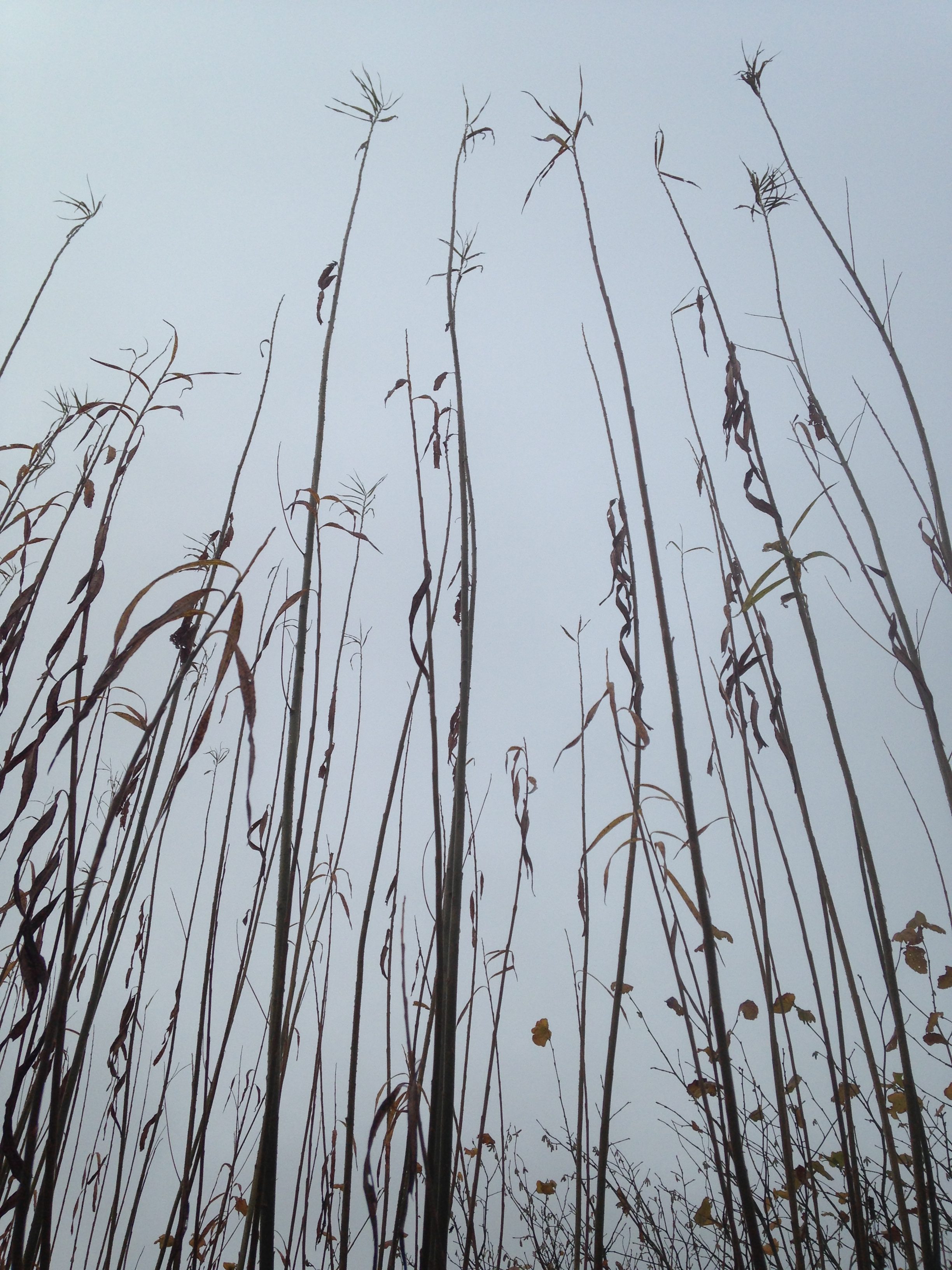 6 ft (1.8 m) long whips of Salix Viminalis “Bowles Hybrid” Willows