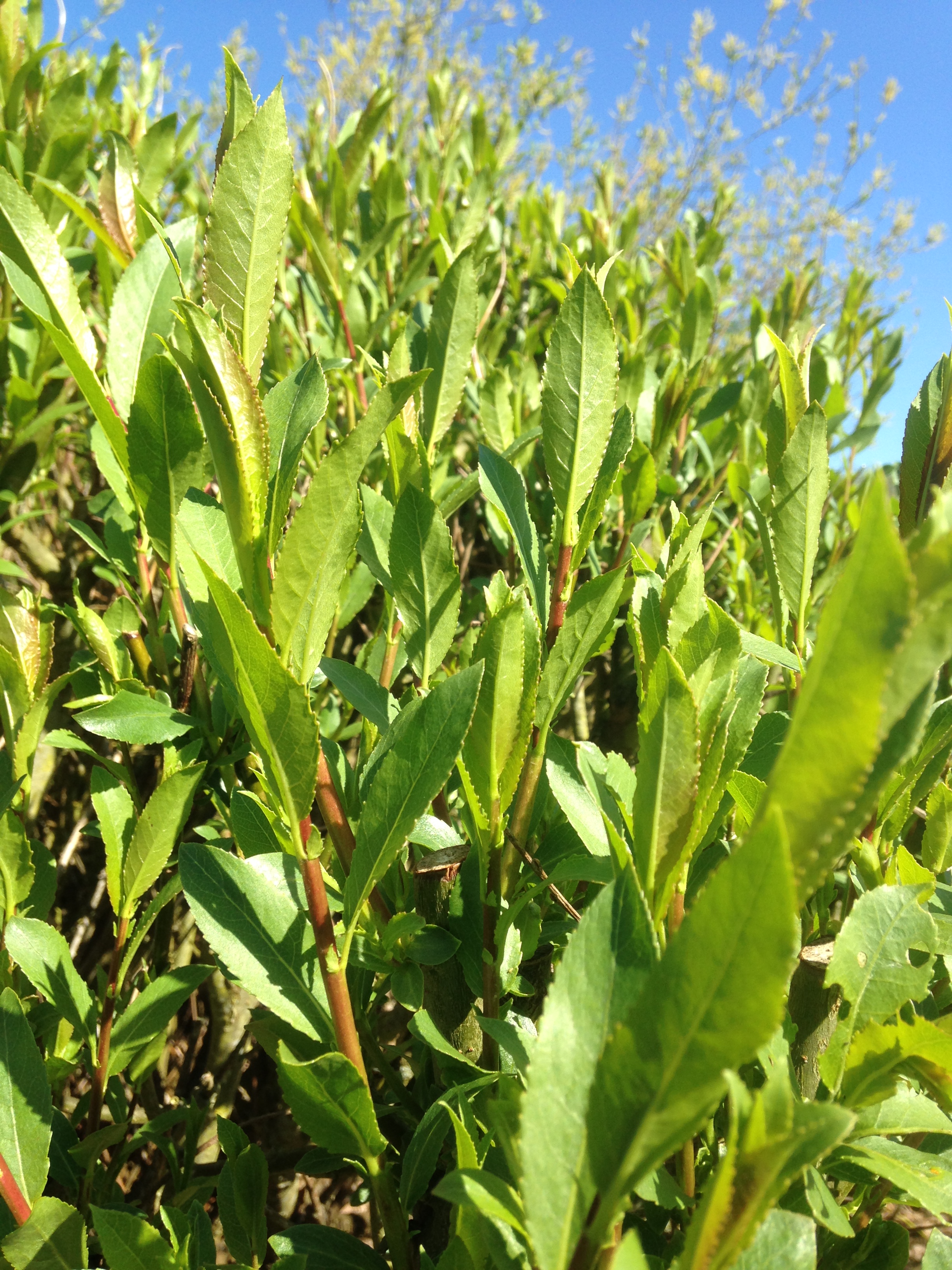New Spring growth Salix Triandra “Petite Grisette” W780. Buy short willow cuttings