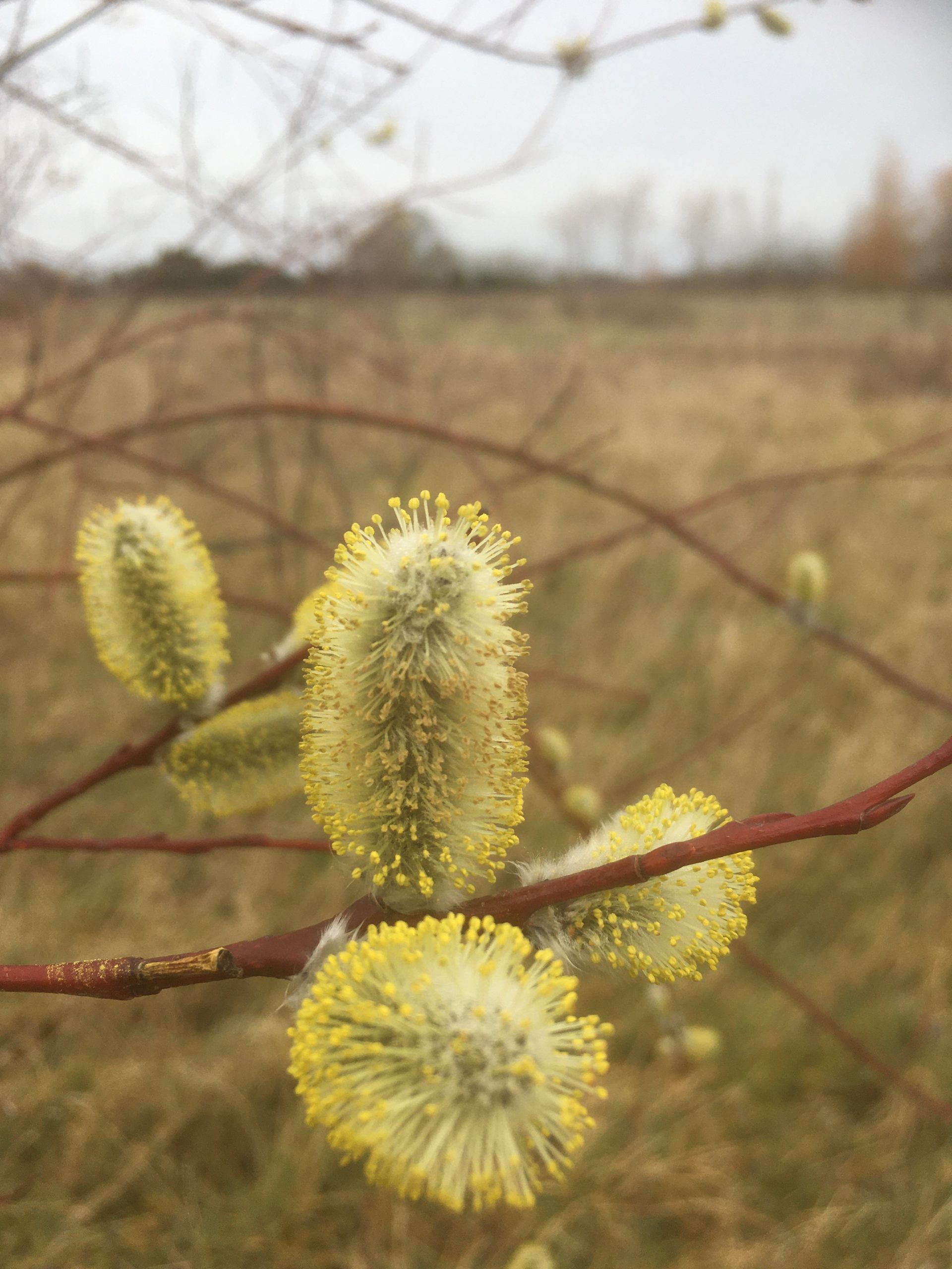 Salix Daphnoides Aglaia catkins at Willows Nursery. A good sauce of pollen for early bees.