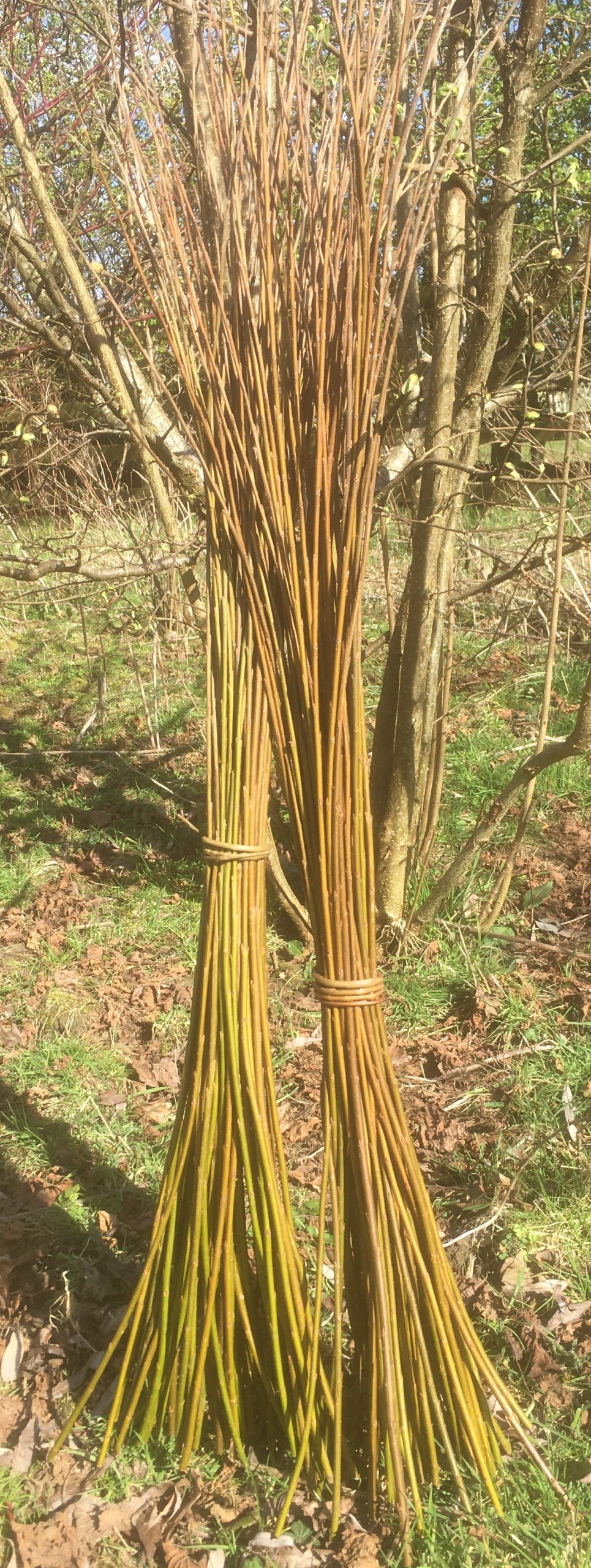 Buy weaving willow