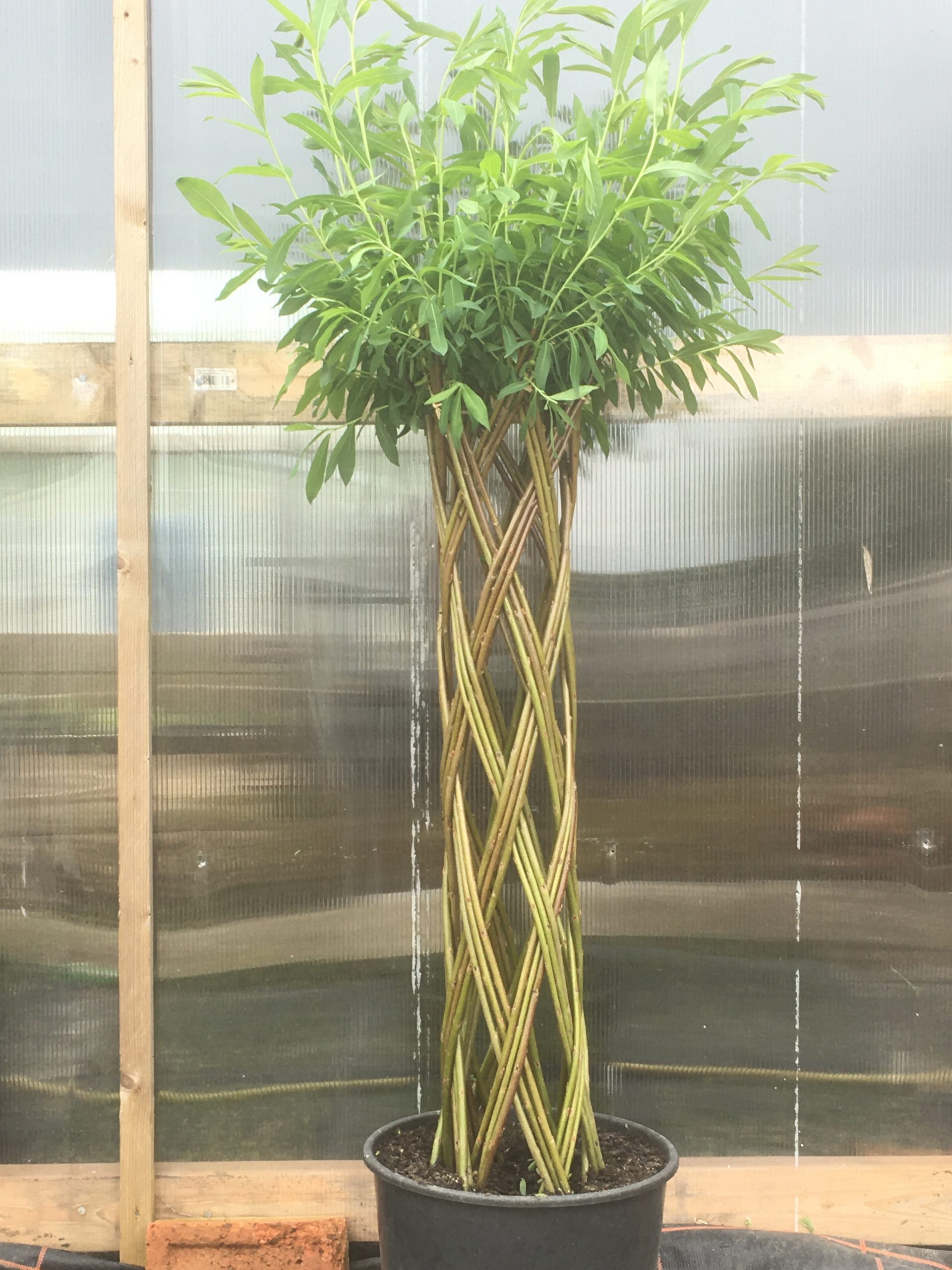 Braided Harlequin willow tree kit from Willows Nursery