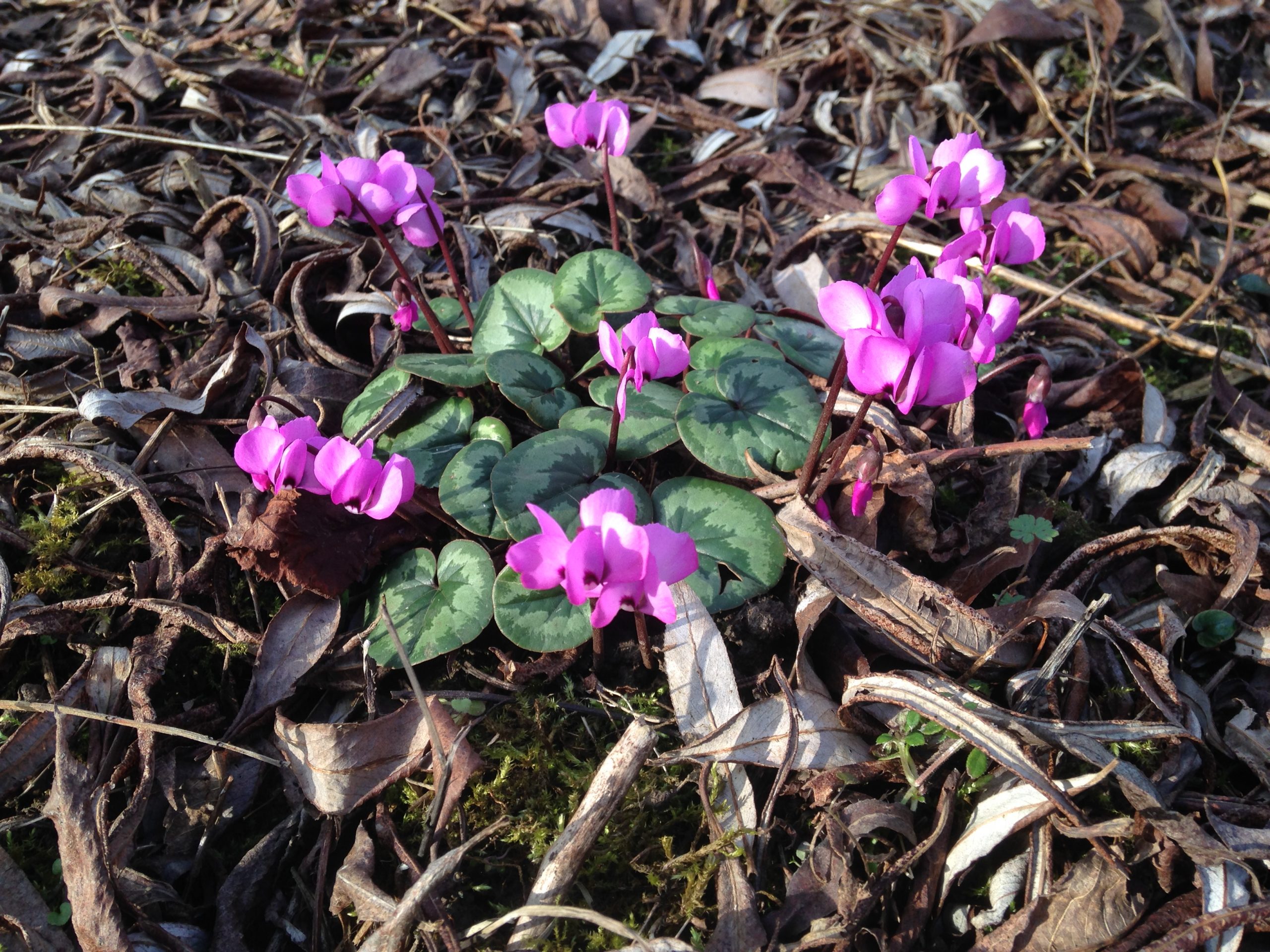 Cyclamen Coum from Willows Nursery Feb 2018