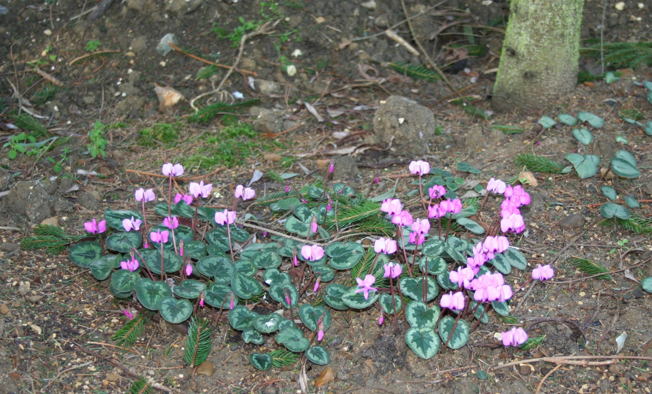 Cyclamen Coum from Willows Nursery