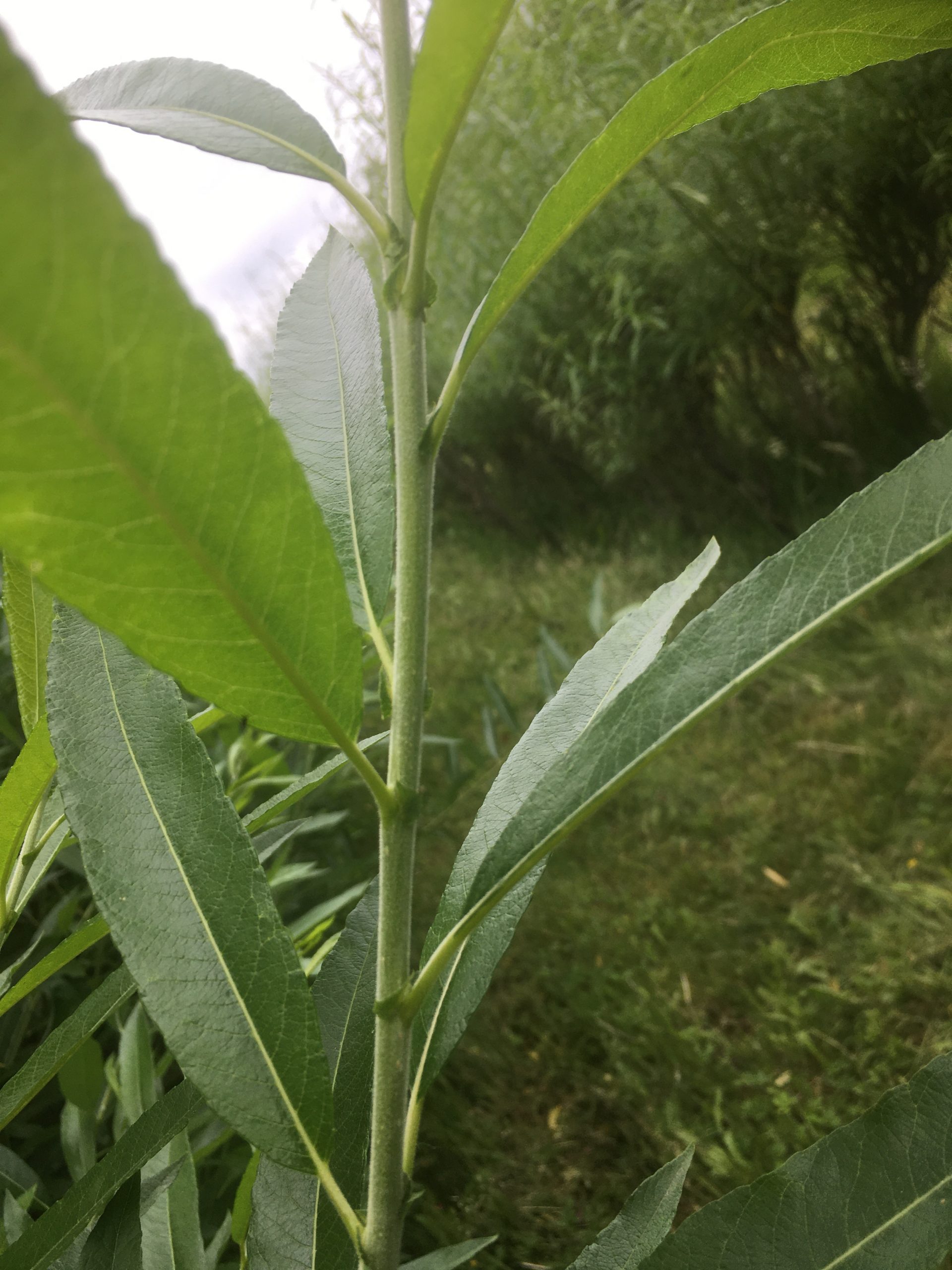 Salix Burjatica ‘Germany’ at Willows Nursery